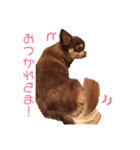 茶色いチワワのももちゃんスタンプ40（個別スタンプ：17）