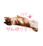茶色いチワワのももちゃんスタンプ40（個別スタンプ：18）
