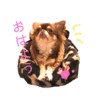 茶色いチワワのももちゃんスタンプ40（個別スタンプ：22）
