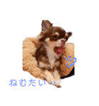 茶色いチワワのももちゃんスタンプ40（個別スタンプ：24）