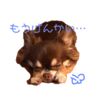 茶色いチワワのももちゃんスタンプ40（個別スタンプ：26）