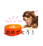 茶色いチワワのももちゃんスタンプ40（個別スタンプ：39）