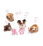 茶色いチワワのももちゃんスタンプ40（個別スタンプ：40）