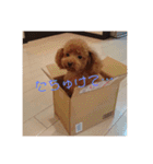 たろ＆ポンズ＆パールの激カワスタンプ♥（個別スタンプ：2）