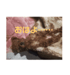 たろ＆ポンズ＆パールの激カワスタンプ♥（個別スタンプ：13）