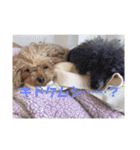たろ＆ポンズ＆パールの激カワスタンプ♥（個別スタンプ：19）