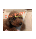 たろ＆ポンズ＆パールの激カワスタンプ♥（個別スタンプ：23）