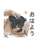 かわいぬさまスタンプ（個別スタンプ：1）
