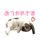 毎日たーたん2（個別スタンプ：14）