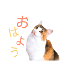 べるたんฅ^._.^ ฅスタンプ（個別スタンプ：1）