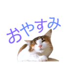 べるたんฅ^._.^ ฅスタンプ（個別スタンプ：2）