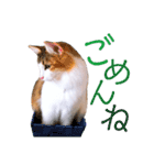 べるたんฅ^._.^ ฅスタンプ（個別スタンプ：3）