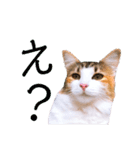 べるたんฅ^._.^ ฅスタンプ（個別スタンプ：4）