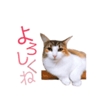 べるたんฅ^._.^ ฅスタンプ（個別スタンプ：5）