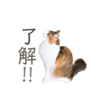 べるたんฅ^._.^ ฅスタンプ（個別スタンプ：6）
