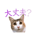 べるたんฅ^._.^ ฅスタンプ（個別スタンプ：8）