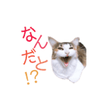 べるたんฅ^._.^ ฅスタンプ（個別スタンプ：9）