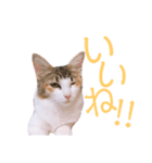 べるたんฅ^._.^ ฅスタンプ（個別スタンプ：10）