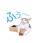べるたんฅ^._.^ ฅスタンプ（個別スタンプ：12）