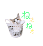 べるたんฅ^._.^ ฅスタンプ（個別スタンプ：14）