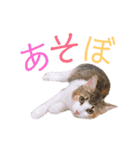 べるたんฅ^._.^ ฅスタンプ（個別スタンプ：15）