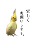 「オカメインコ」の日常♫＂鳥の感情ver.2＂（個別スタンプ：1）