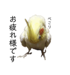 「オカメインコ」の日常♫＂鳥の感情ver.2＂（個別スタンプ：3）