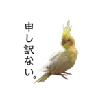 「オカメインコ」の日常♫＂鳥の感情ver.2＂（個別スタンプ：4）