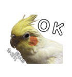 「オカメインコ」の日常♫＂鳥の感情ver.2＂（個別スタンプ：5）