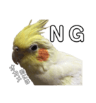 「オカメインコ」の日常♫＂鳥の感情ver.2＂（個別スタンプ：6）