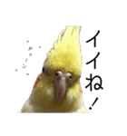 「オカメインコ」の日常♫＂鳥の感情ver.2＂（個別スタンプ：7）