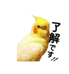 「オカメインコ」の日常♫＂鳥の感情ver.2＂（個別スタンプ：9）