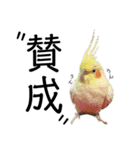 「オカメインコ」の日常♫＂鳥の感情ver.2＂（個別スタンプ：11）