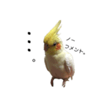 「オカメインコ」の日常♫＂鳥の感情ver.2＂（個別スタンプ：13）