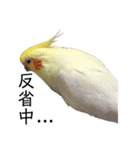 「オカメインコ」の日常♫＂鳥の感情ver.2＂（個別スタンプ：14）