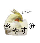 「オカメインコ」の日常♫＂鳥の感情ver.2＂（個別スタンプ：16）