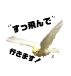 「オカメインコ」の日常♫＂鳥の感情ver.2＂（個別スタンプ：18）