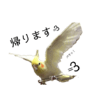 「オカメインコ」の日常♫＂鳥の感情ver.2＂（個別スタンプ：19）