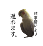 「オカメインコ」の日常♫＂鳥の感情ver.2＂（個別スタンプ：20）
