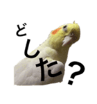 「オカメインコ」の日常♫＂鳥の感情ver.2＂（個別スタンプ：21）