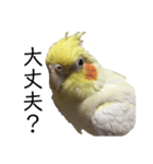 「オカメインコ」の日常♫＂鳥の感情ver.2＂（個別スタンプ：22）
