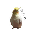 「オカメインコ」の日常♫＂鳥の感情ver.2＂（個別スタンプ：23）