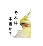 「オカメインコ」の日常♫＂鳥の感情ver.2＂（個別スタンプ：24）