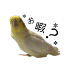 「オカメインコ」の日常♫＂鳥の感情ver.2＂（個別スタンプ：25）