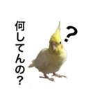 「オカメインコ」の日常♫＂鳥の感情ver.2＂（個別スタンプ：26）