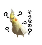 「オカメインコ」の日常♫＂鳥の感情ver.2＂（個別スタンプ：27）
