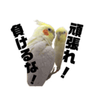 「オカメインコ」の日常♫＂鳥の感情ver.2＂（個別スタンプ：28）