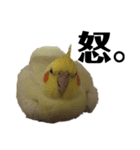 「オカメインコ」の日常♫＂鳥の感情ver.2＂（個別スタンプ：29）