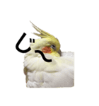 「オカメインコ」の日常♫＂鳥の感情ver.2＂（個別スタンプ：31）