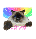レインボー 猫（個別スタンプ：2）